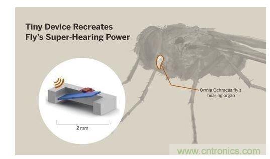顯示研究人員們經(jīng)由這種寄生蠅的聲音處理機(jī)制啟發(fā)，開發(fā)出一款低功耗的麥克風(fēng)組件。