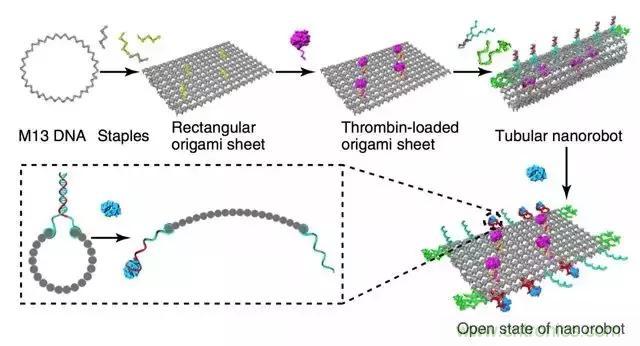 中美科學家聯(lián)手，用DNA納米機器人殺死癌細胞