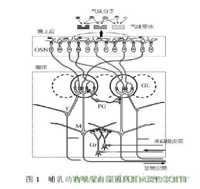 仿生傳感器的定義、原理、分類及應(yīng)用