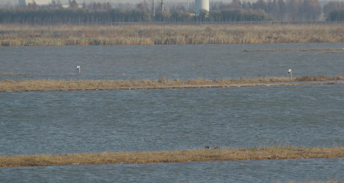 世界濕地日：?？低晹y手一個(gè)地球自然基金會，在上海守護(hù)這個(gè)重要“驛站”