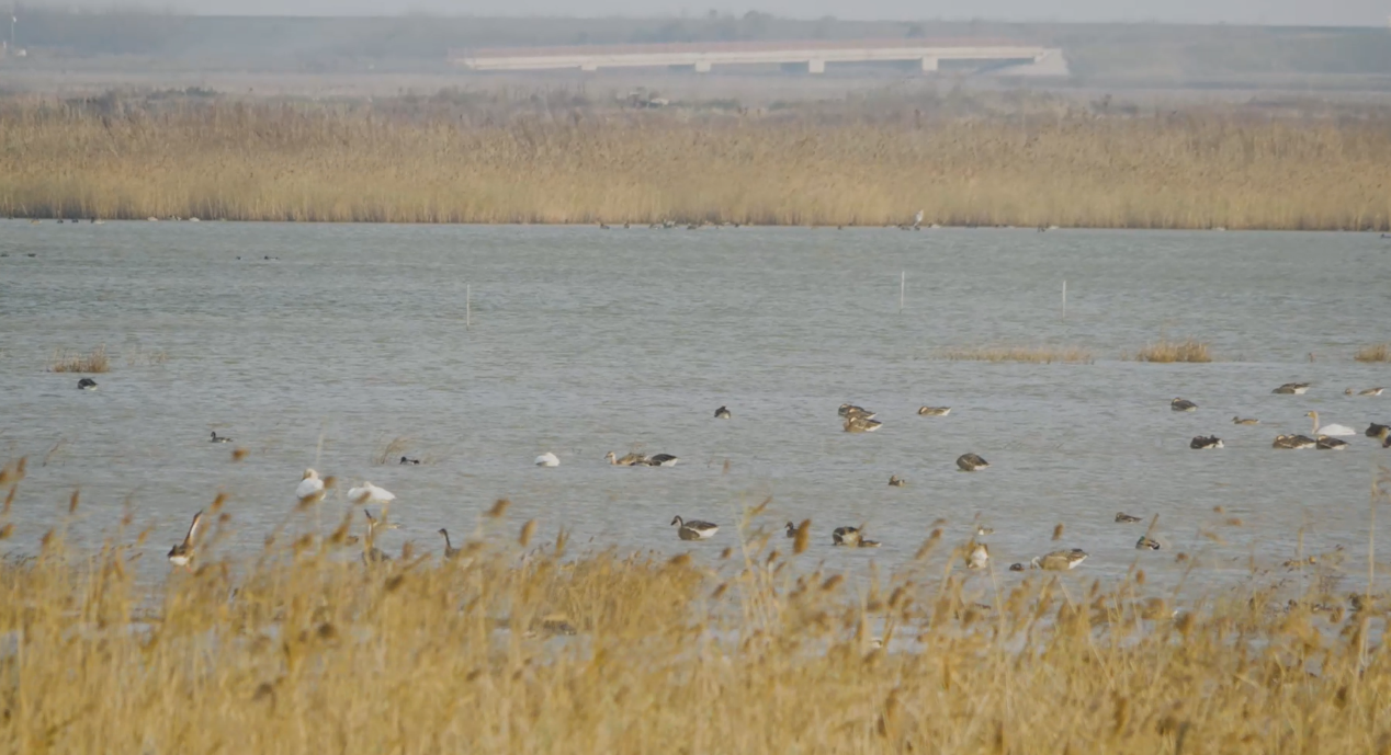 世界濕地日：?？低晹y手一個(gè)地球自然基金會，在上海守護(hù)這個(gè)重要“驛站”