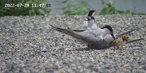 世界濕地日：?？低晹y手一個(gè)地球自然基金會，在上海守護(hù)這個(gè)重要“驛站”