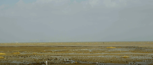 世界濕地日：?？低晹y手一個(gè)地球自然基金會，在上海守護(hù)這個(gè)重要“驛站”