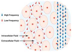  圖1.人體組織的電導(dǎo)率  因此，按照如上初步近似思路，模擬人體行為的電子電路可以建模如下：電阻Ri（細(xì)胞內(nèi)電阻）與電容（細(xì)胞膜電容）串聯(lián)，二者與另一個電阻Re（細(xì)胞外電阻）并聯(lián)，如圖2所示2。人體的阻抗范圍在1 kHz左右的低頻時為10 kΩ至1 MΩ，在1 MHz左右的高頻時為1 kΩ至100 Ω。