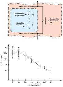  圖3.人體皮膚的三種主要RC分層模型：(a) Tregear、(b) Lykken、(c) Montague
